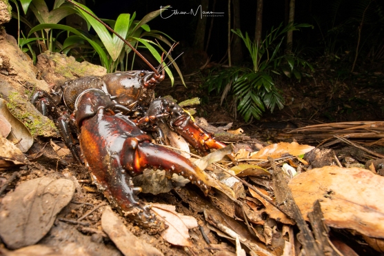 Conondale Spiny Crayfish (Euastacus hystricosus)