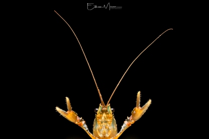 Maleny Spiny Crayfish (Euastacus urospinosus)