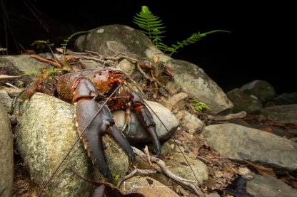Strong Crayfish (Euastacus valentulus)